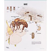 DENOYER-GEPPERT Charts/Posters, Bee Mounted 1095-10
